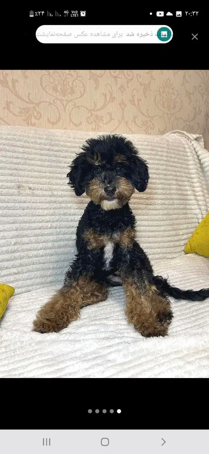 پودل ماده خاص|سگ|اسلامشهر, شهرک الهیه|دیوار