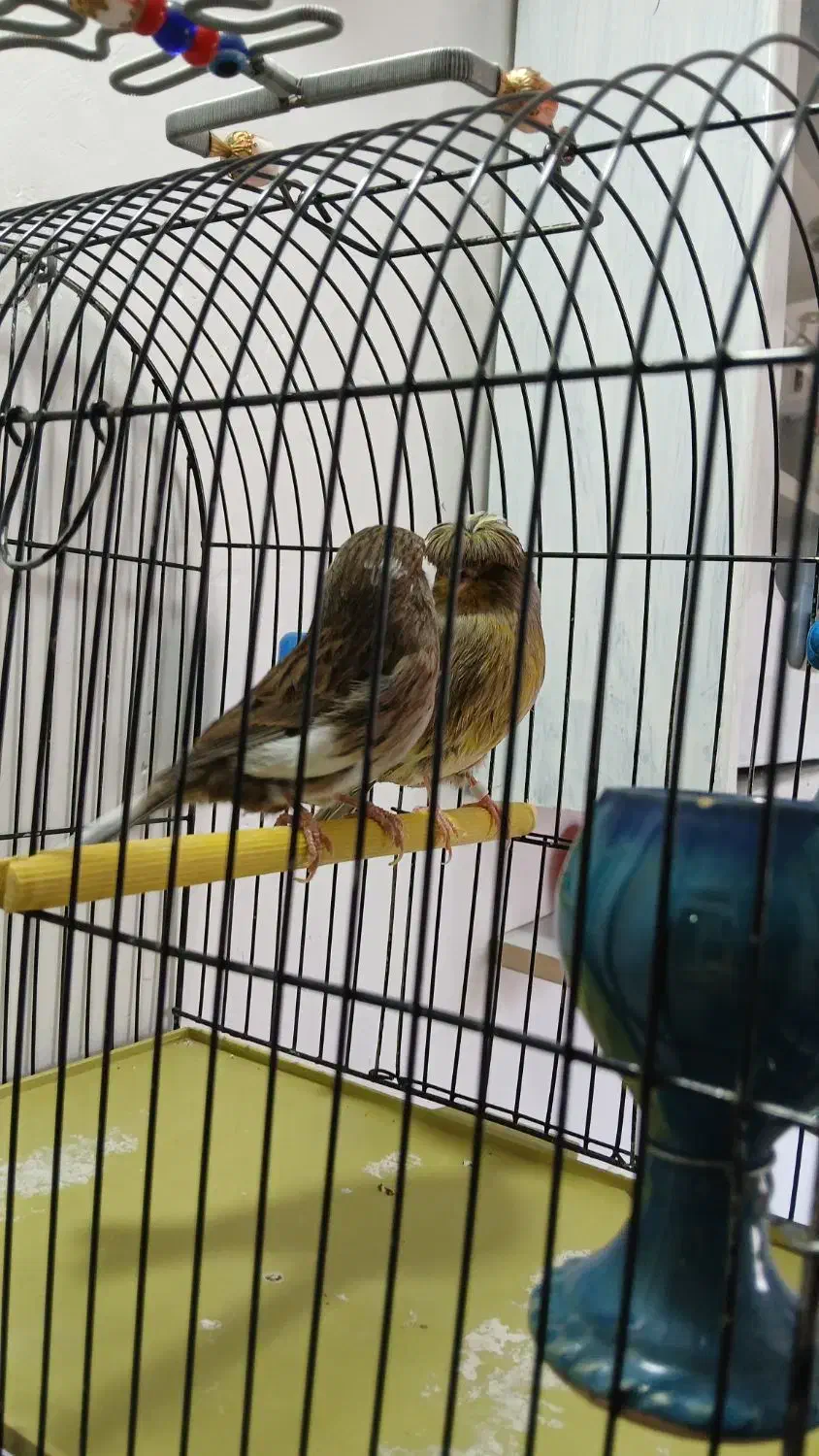 قناری گلستر اورجینال اورجینال نروماده|پرنده|بروجرد, |دیوار