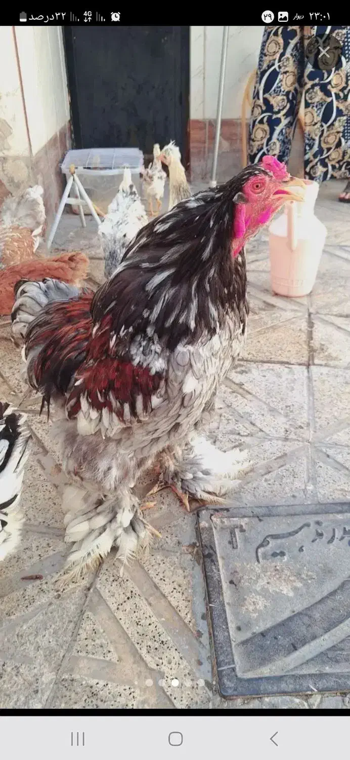 مرغ و خروس برهما|حیوانات مزرعه|مشهد, کوشک مهدی|دیوار