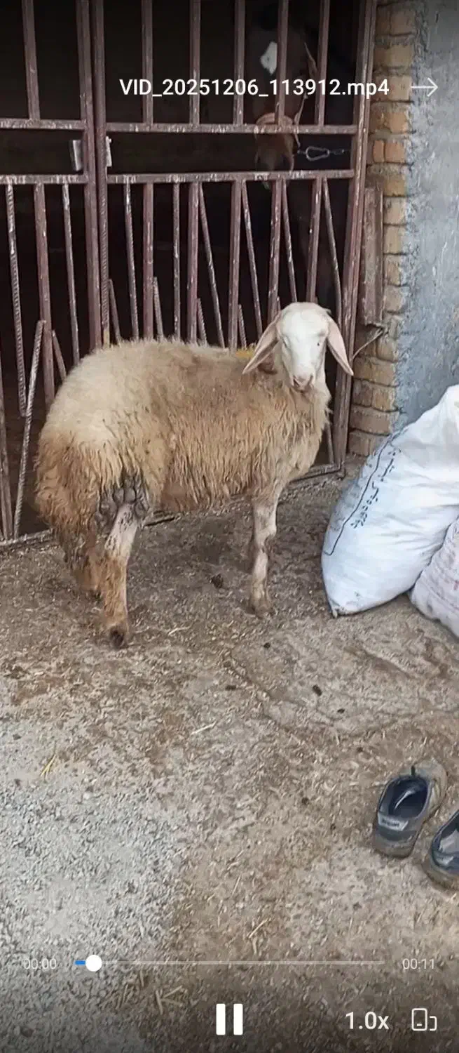 گوسفند بره قوچ|حیوانات مزرعه|بروجرد, |دیوار