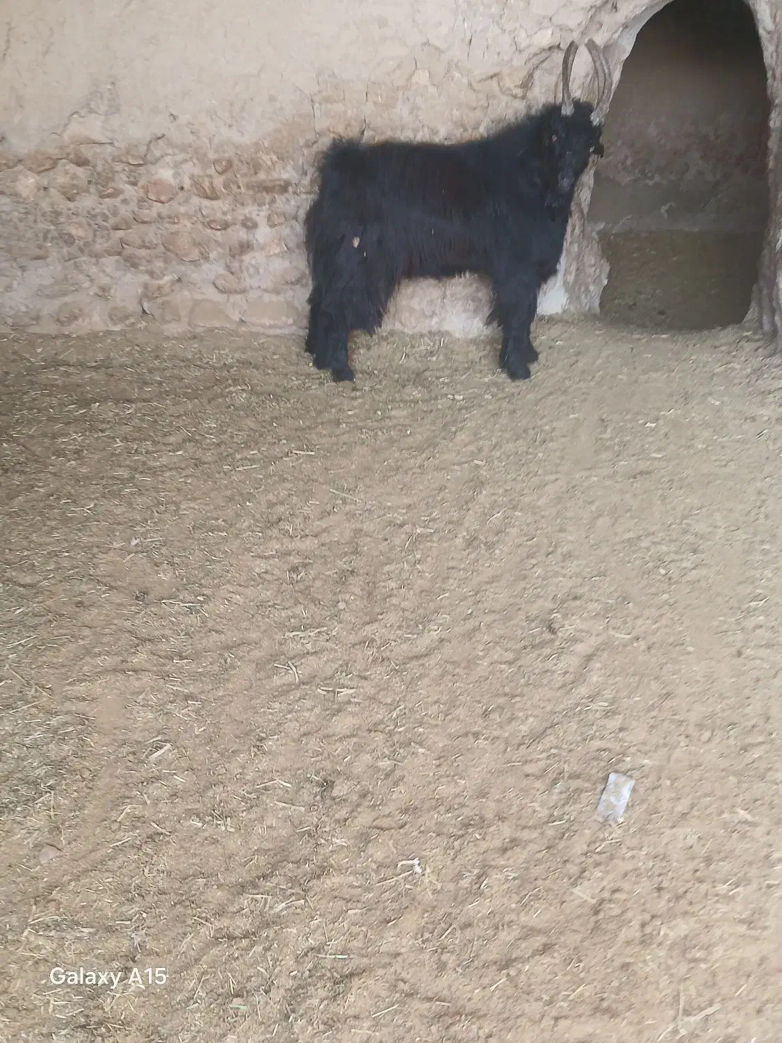 یه راس بزغاله ترکی|حیوانات مزرعه|فامنین, |دیوار