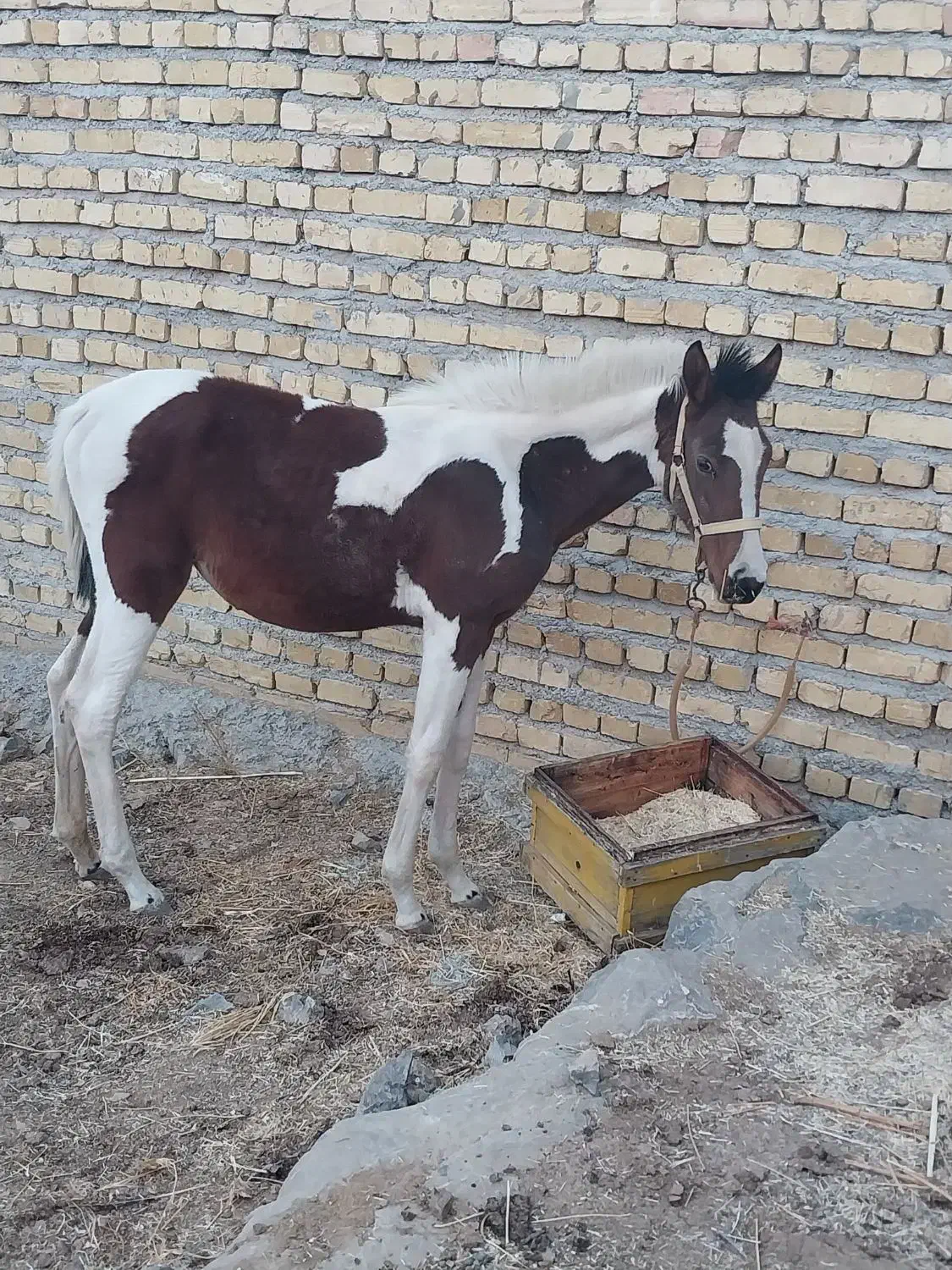 کره مادیون|اسب و تجهیزات اسب‌سواری|الشتر, |دیوار