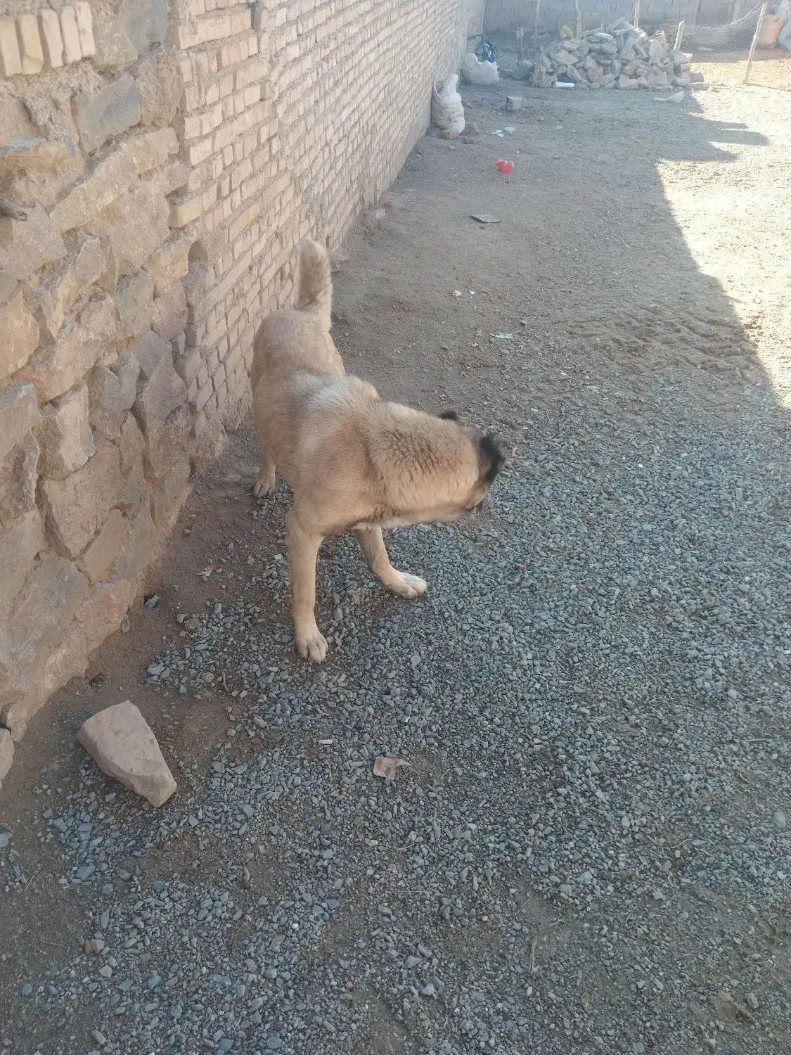 سگ سرابی نگهبان|سگ|بجنورد, |دیوار