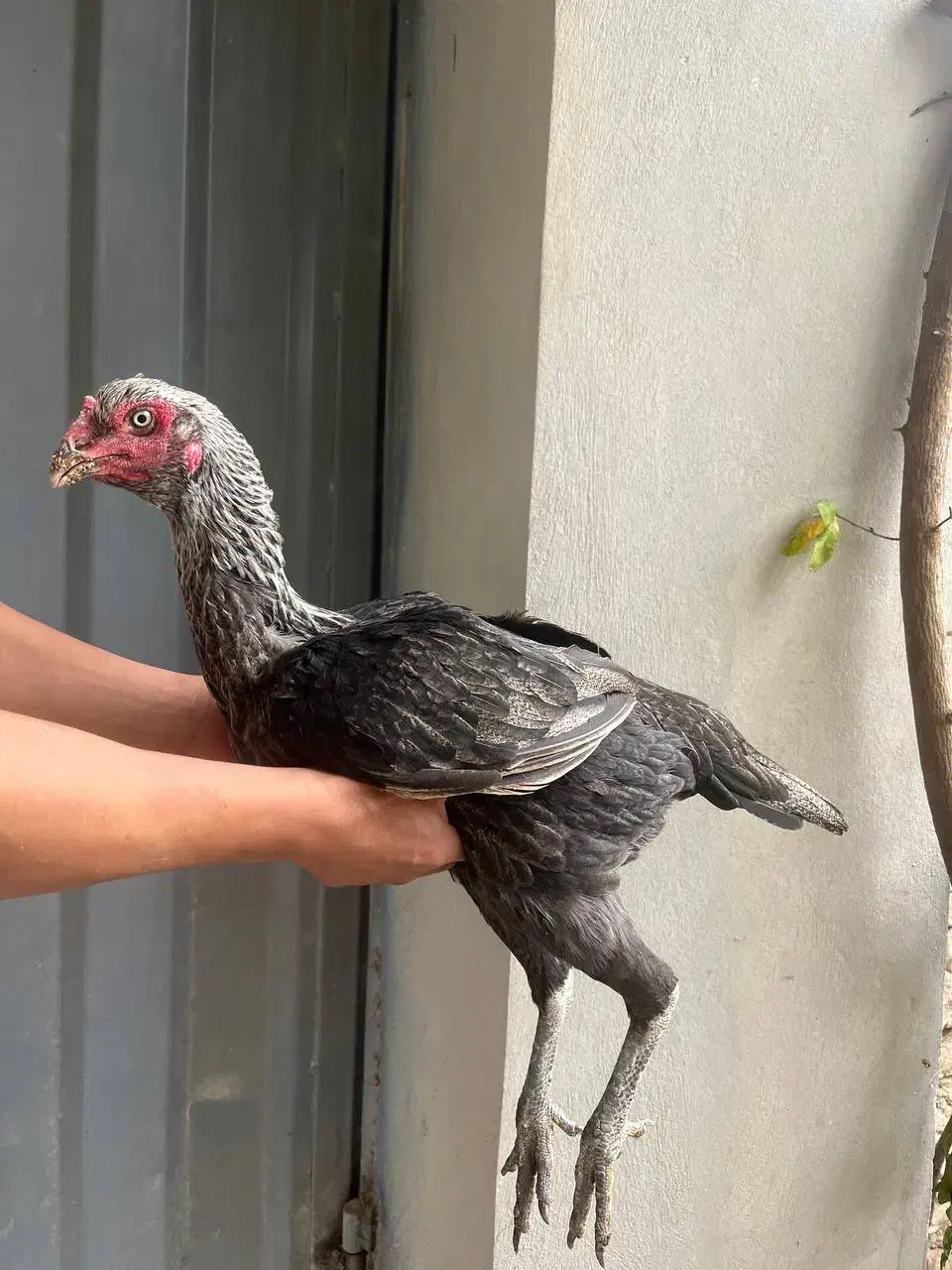 مرغ لاری|حیوانات مزرعه|نکا, |دیوار