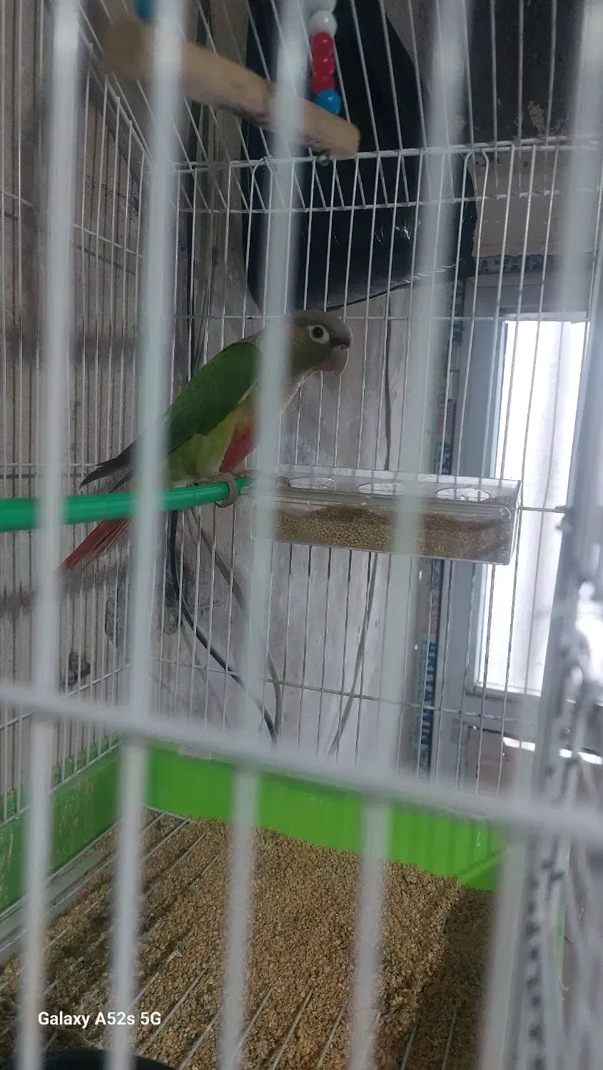 پرنده|پرنده|چالدران, |دیوار