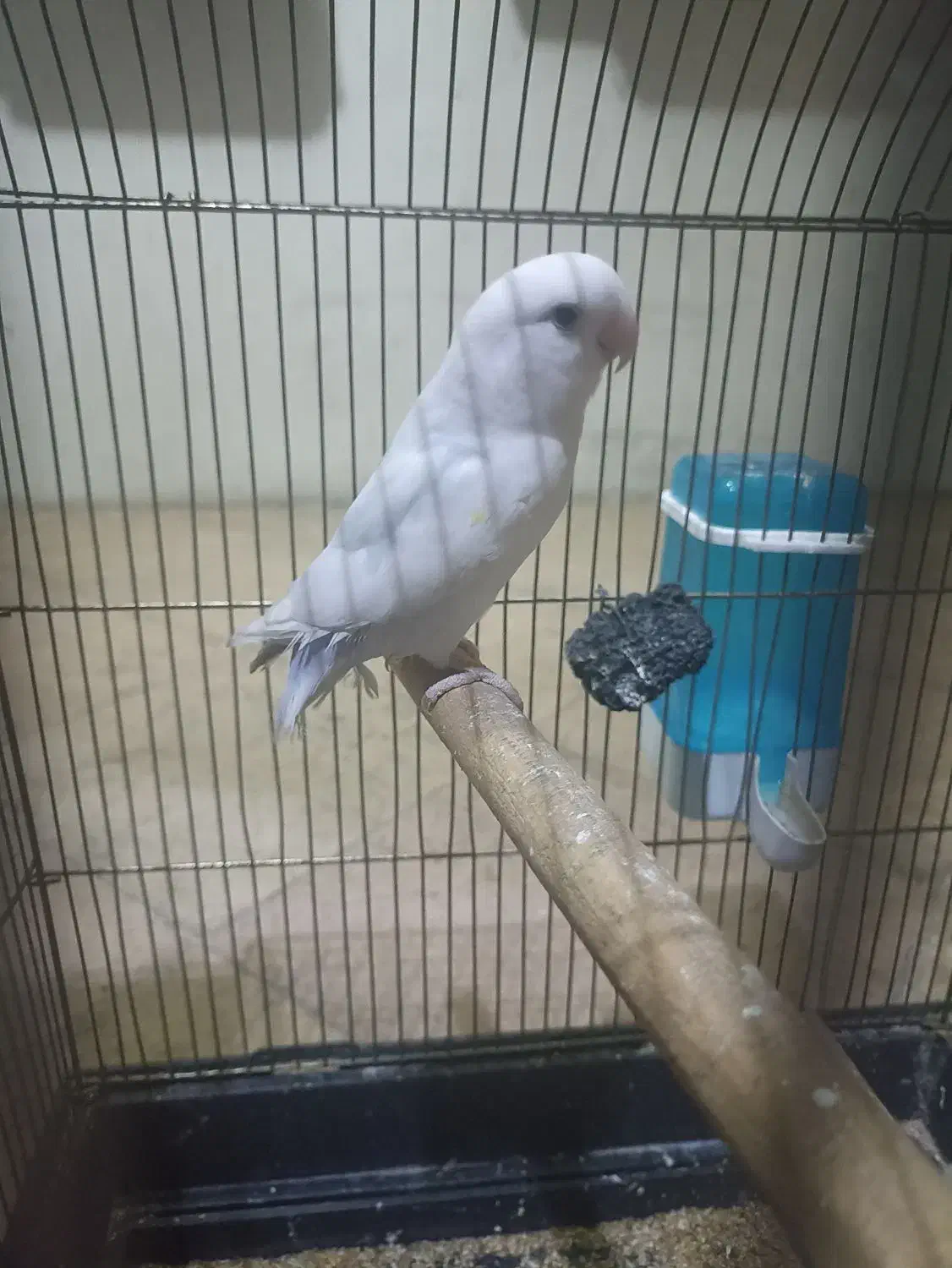 یک عدد طوطی برزیلی سفید|پرنده|ری, علایین|دیوار