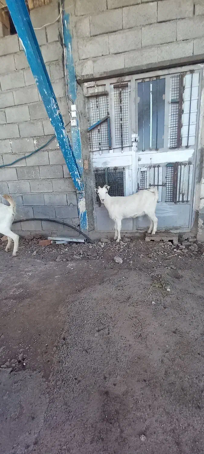 بزغاله عتیقه|حیوانات مزرعه|جوانرود, |دیوار