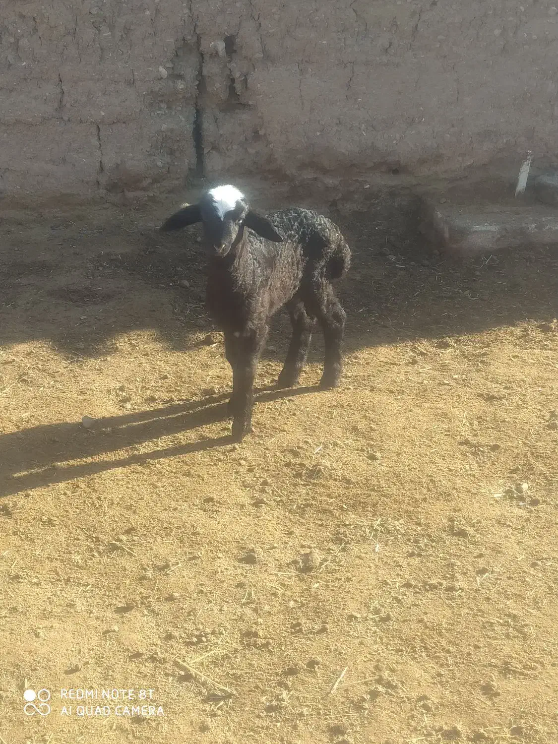 بره نر بره برای پروار کوچیک درشت|حیوانات مزرعه|شاهین‌شهر, مورچه خورت|دیوار