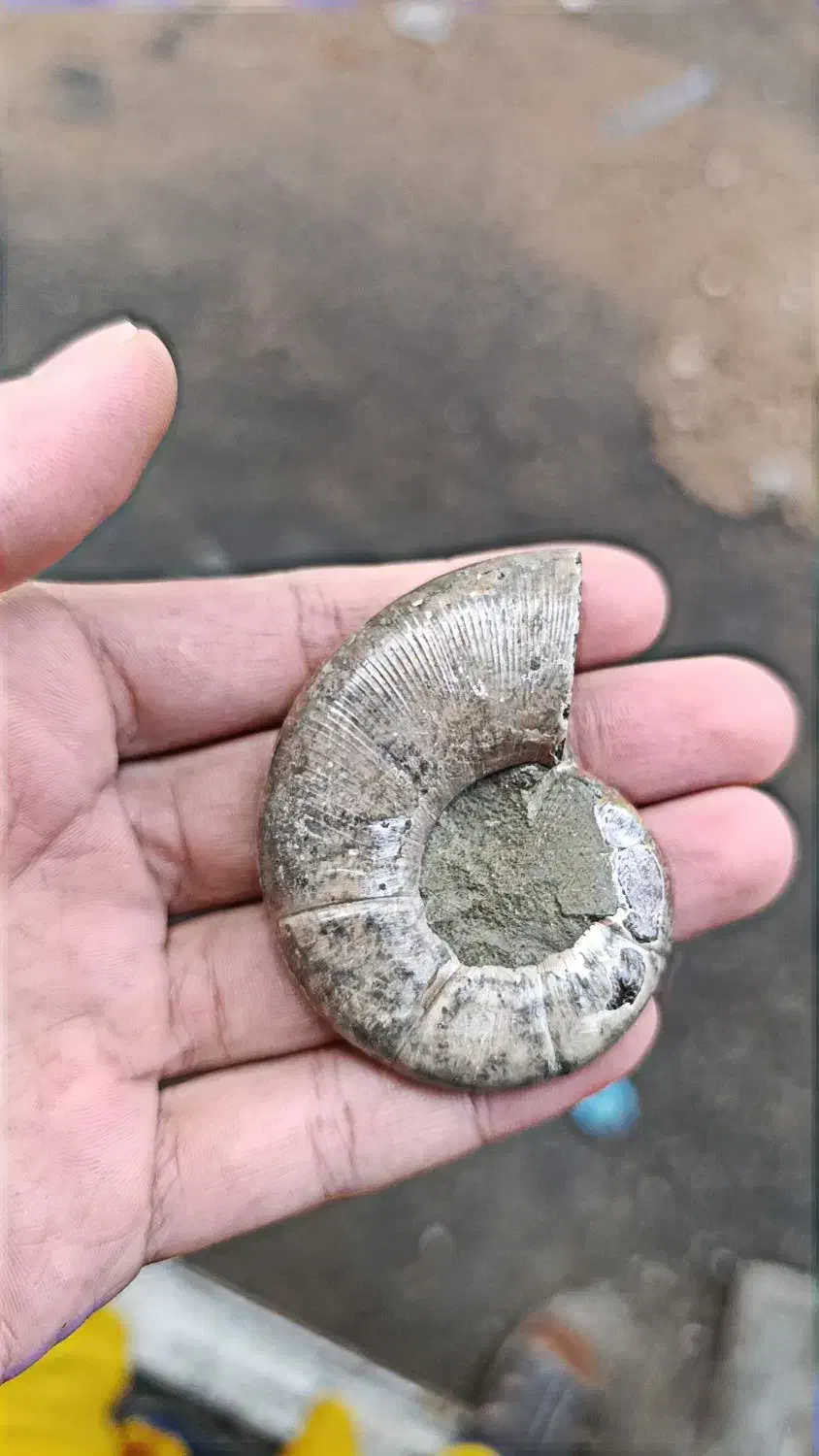 فسیل آمونیت هزار ساله|کلکسیون اشیاء عتیقه|کرمانشاه, |دیوار