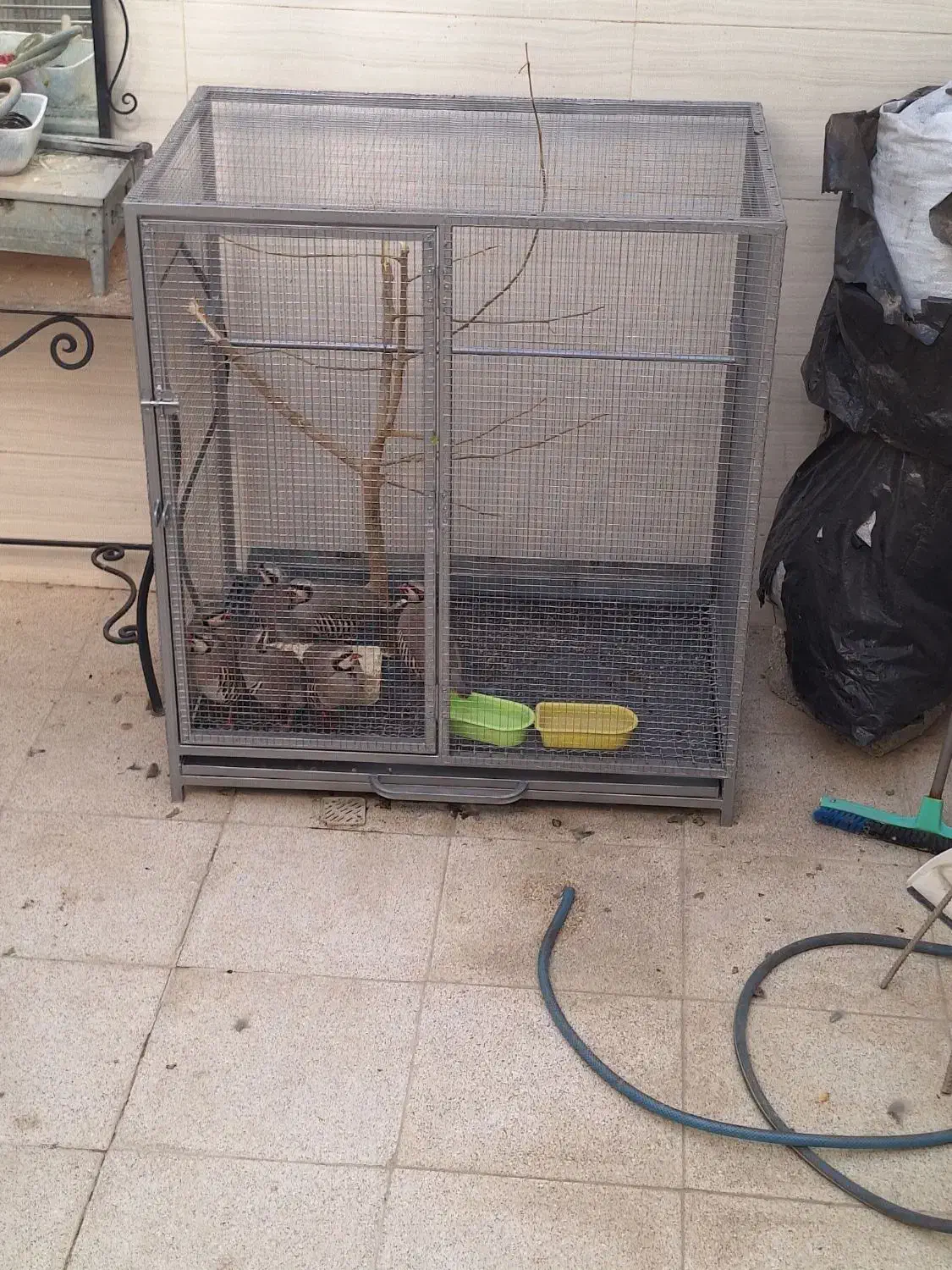 مرغ|حیوانات مزرعه|صباشهر, |دیوار