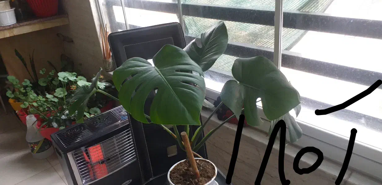 گل و گیاه|گل و گیاه طبیعی|کرج, اصفهانیها|دیوار