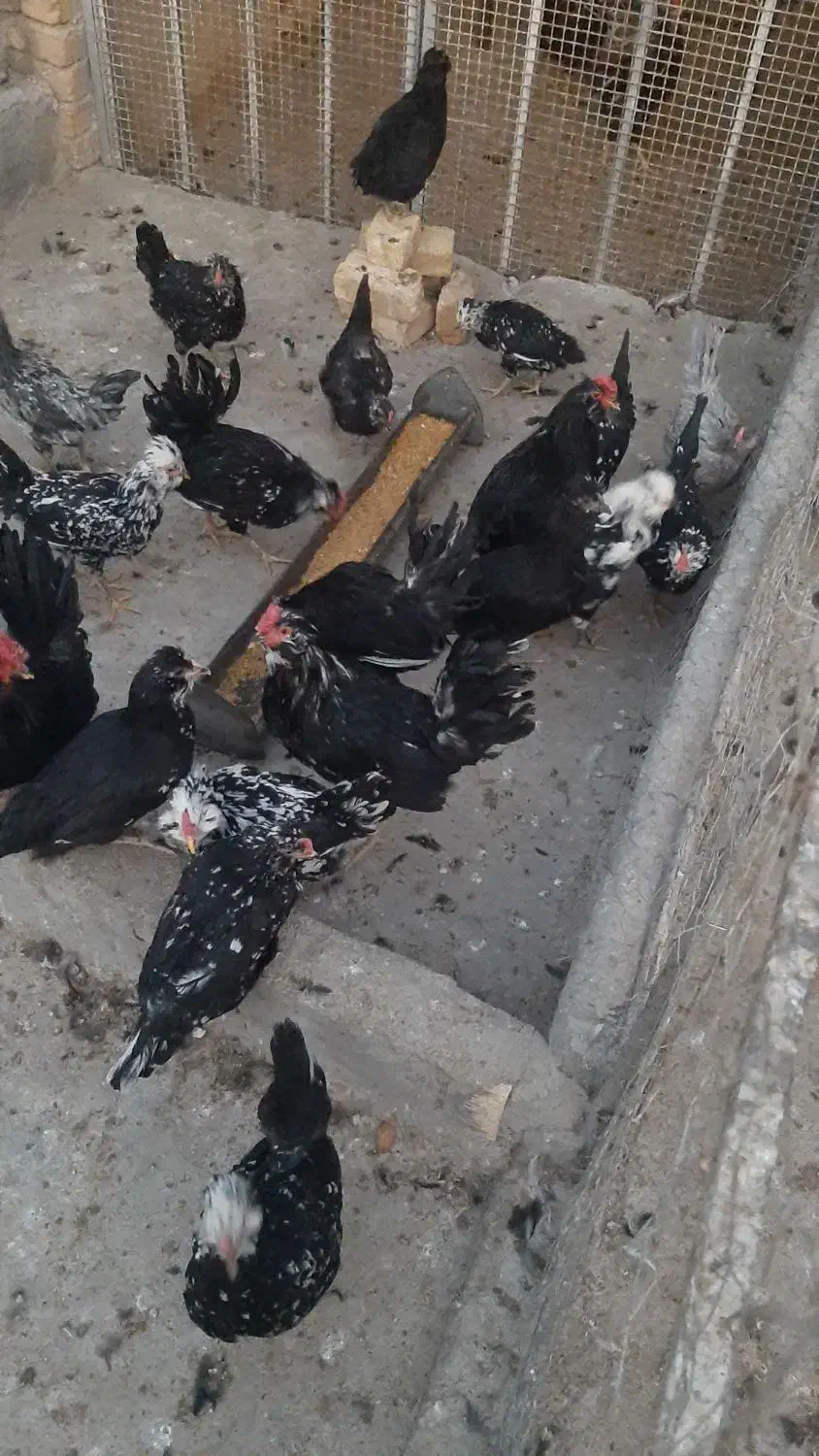 مرغ و خروس گلین|حیوانات مزرعه|مبارکه, |دیوار