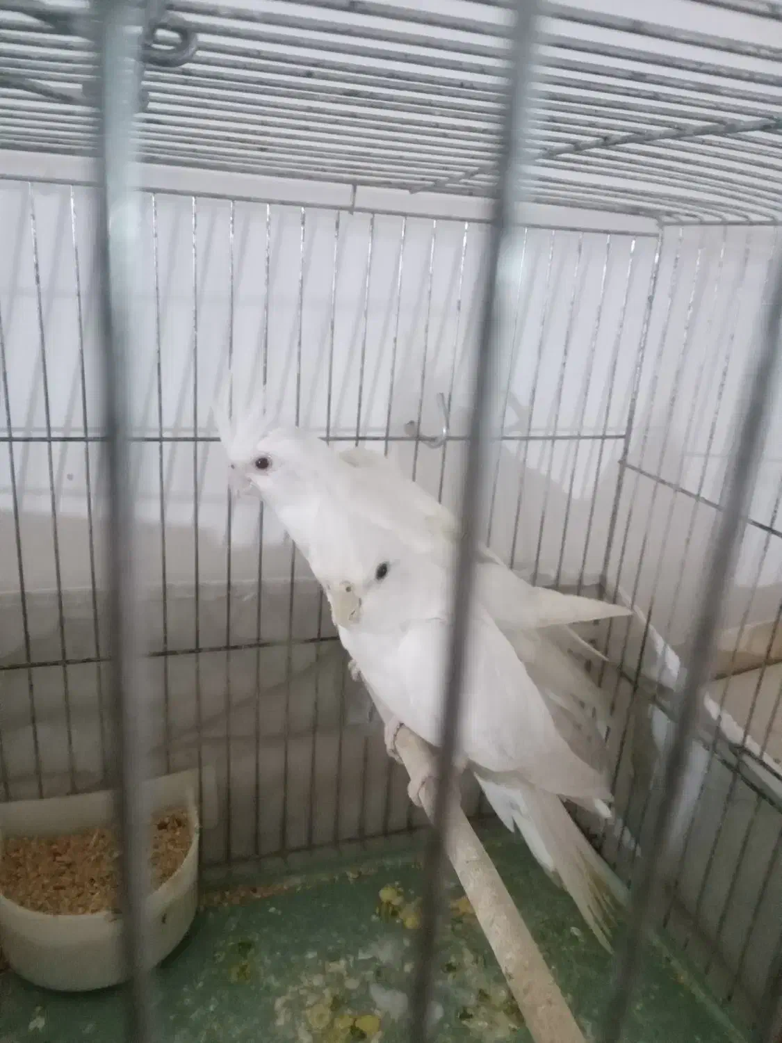 عروس آلبینو خالص خاص|پرنده|پلدشت, |دیوار