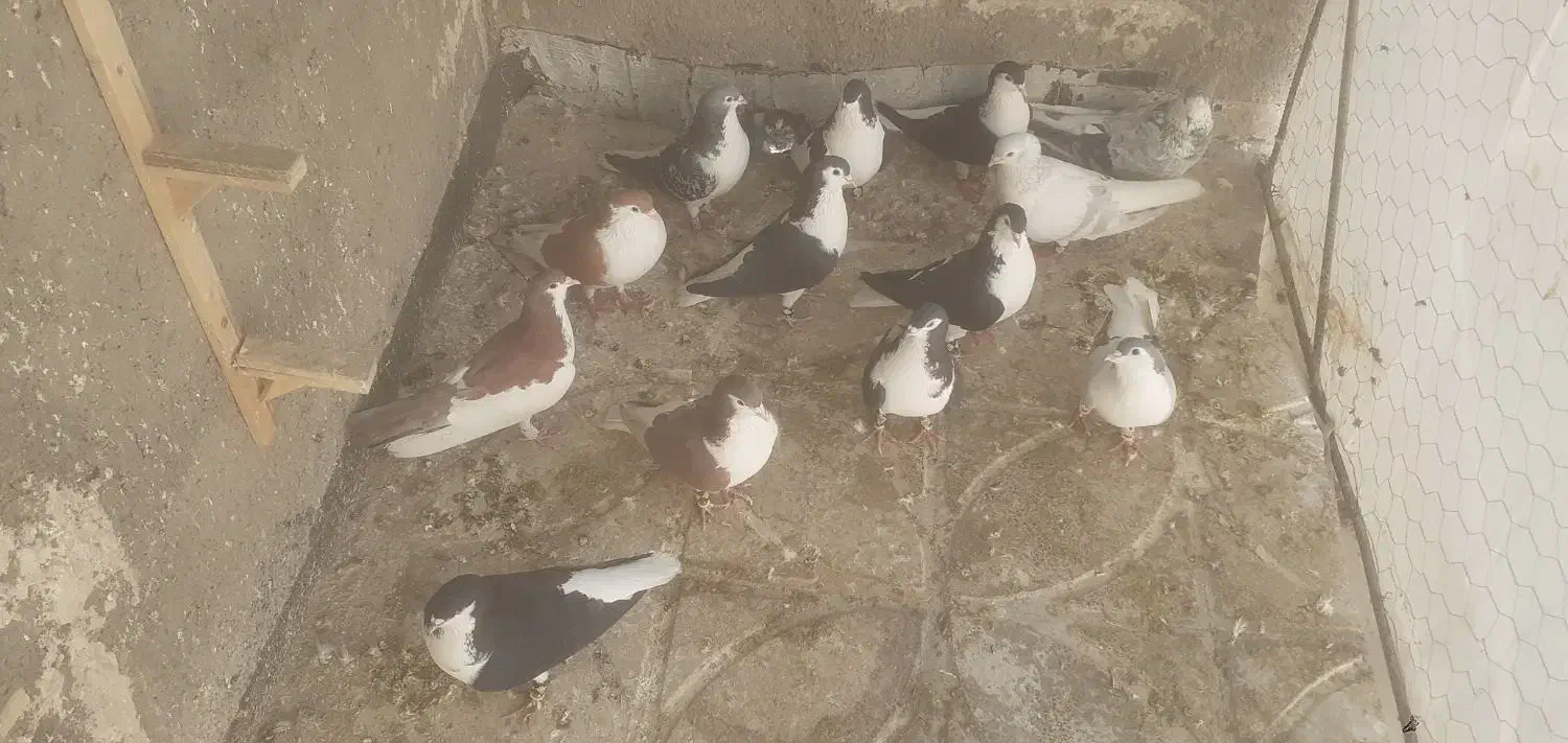 کفتر فروشی|پرنده|سلامی, |دیوار