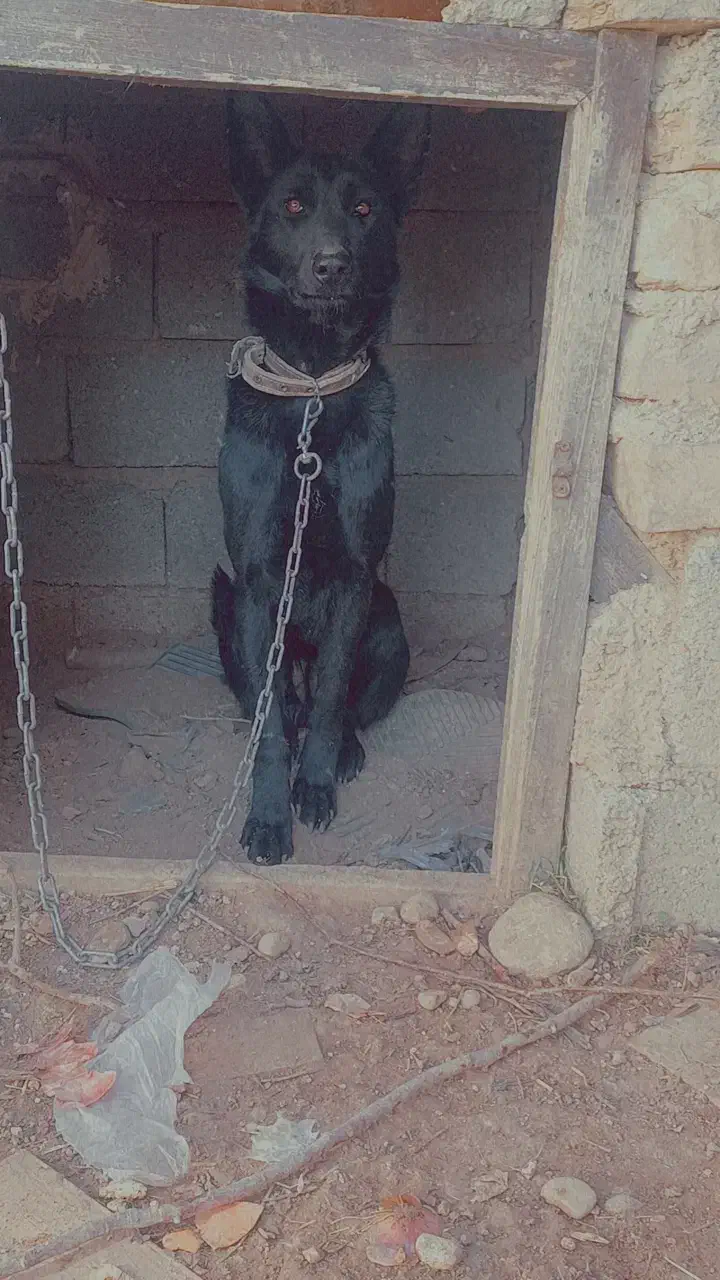 مالینیوز و ژرمن|سگ|همایجان, |دیوار