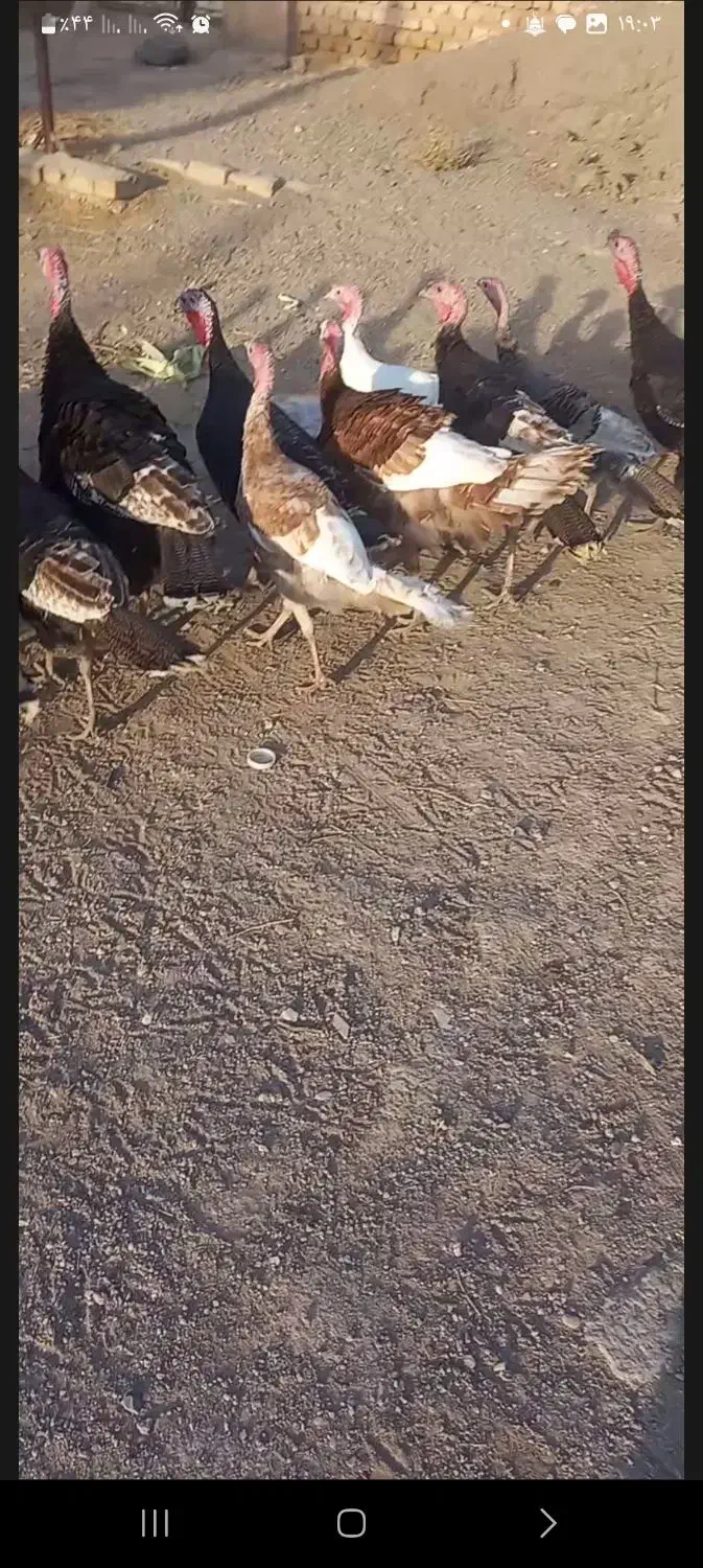 بقلمو جوان|حیوانات مزرعه|دشتابی, |دیوار