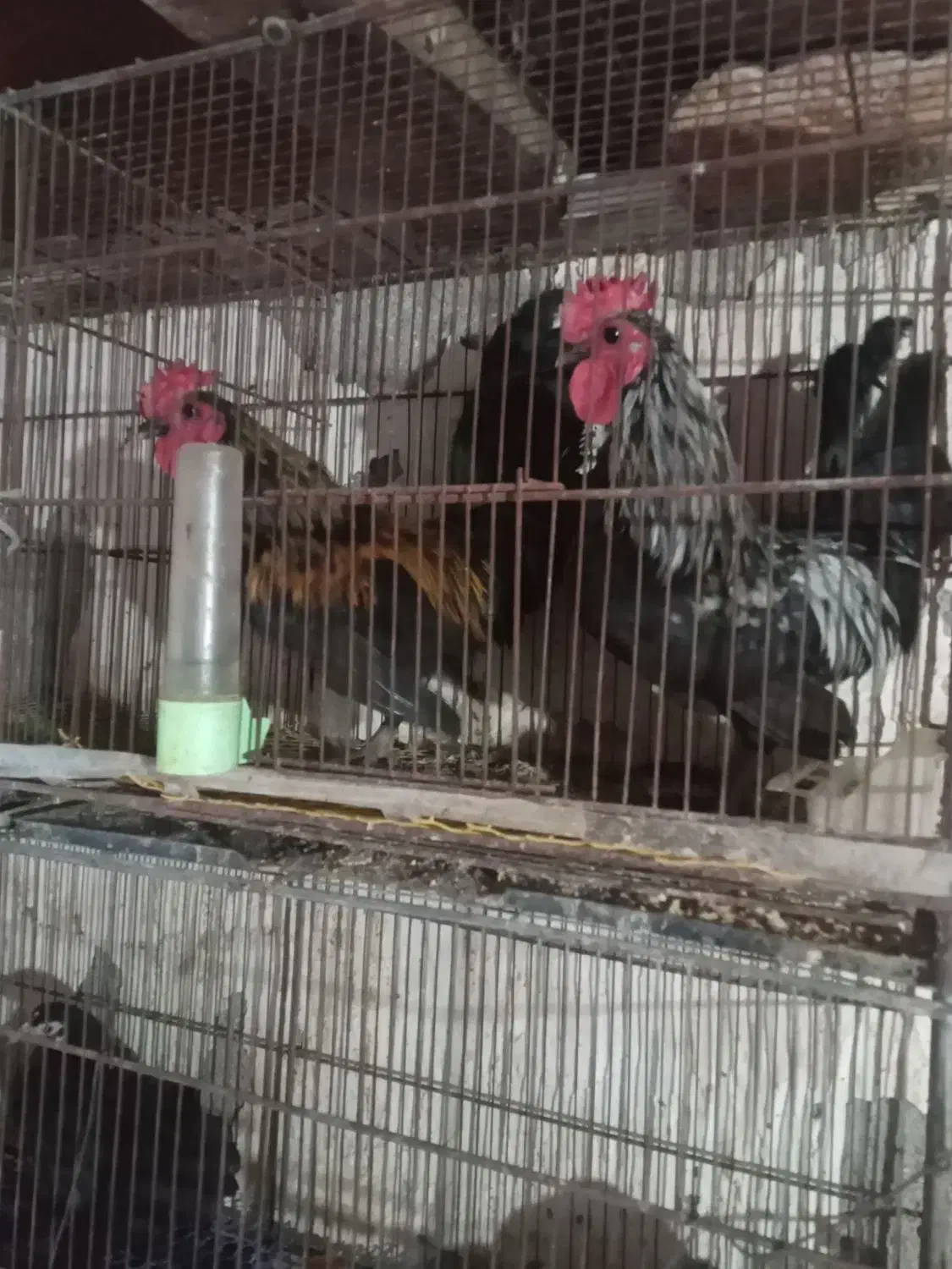 مرغ و خروس و جوجه جاپنیز ریز جثه|حیوانات مزرعه|اردبیل, |دیوار