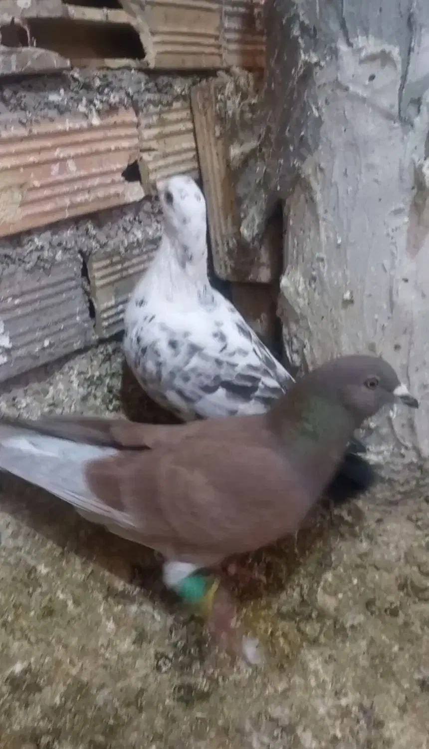 کفتر|پرنده|قائن, |دیوار