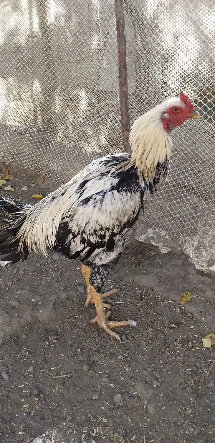 خروس لاری صابونی ۶ ماهه|حیوانات مزرعه|مشهد, امیرآباد|دیوار