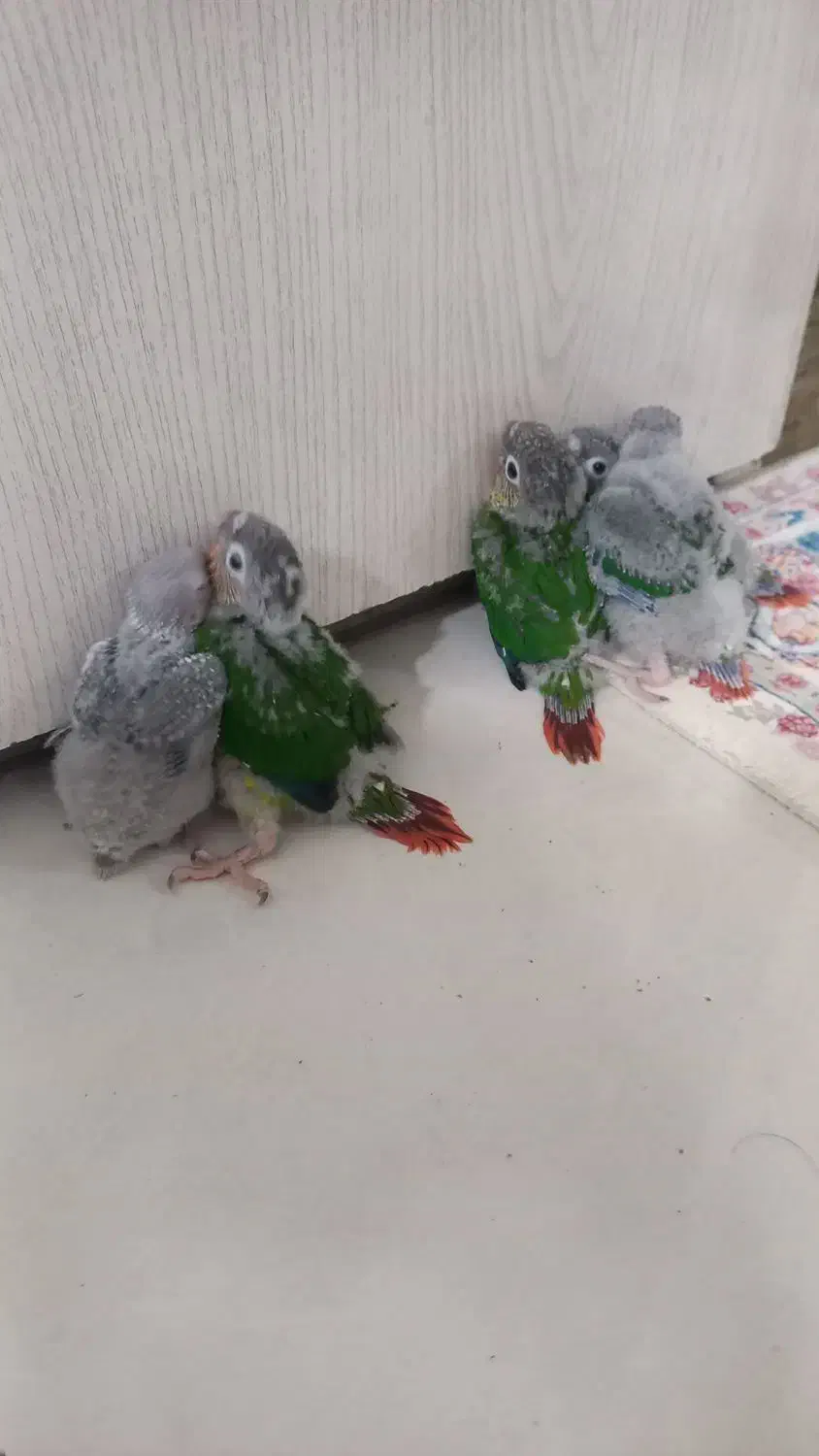 گرینچیک|پرنده|مشهد, باغون آباد|دیوار