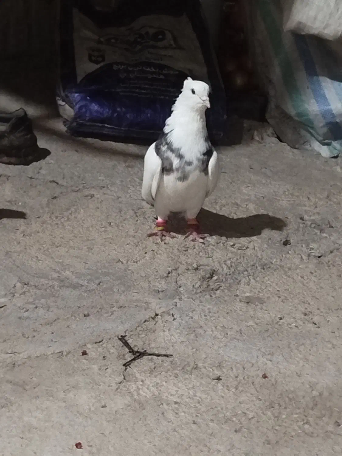 باسلام ۳عدد کفتر برای فروش باهم هستن|پرنده|شوشتر, |دیوار