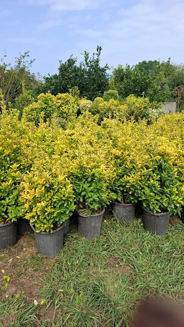 شمشاد طلایی|گل و گیاه طبیعی|ورامین, ورامین|دیوار