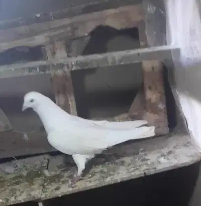 کفتر|پرنده|شیروان (خراسان), |دیوار