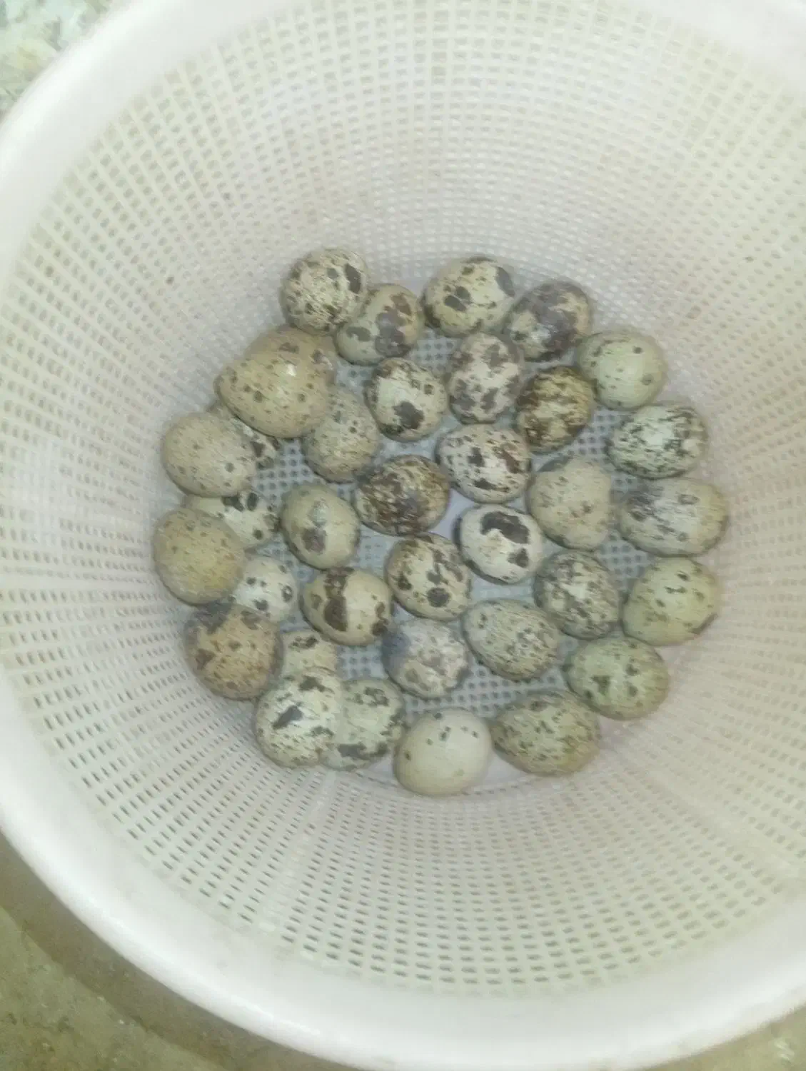 تخم بلدرچین نطفه دار|حیوانات مزرعه|زاهدان, |دیوار