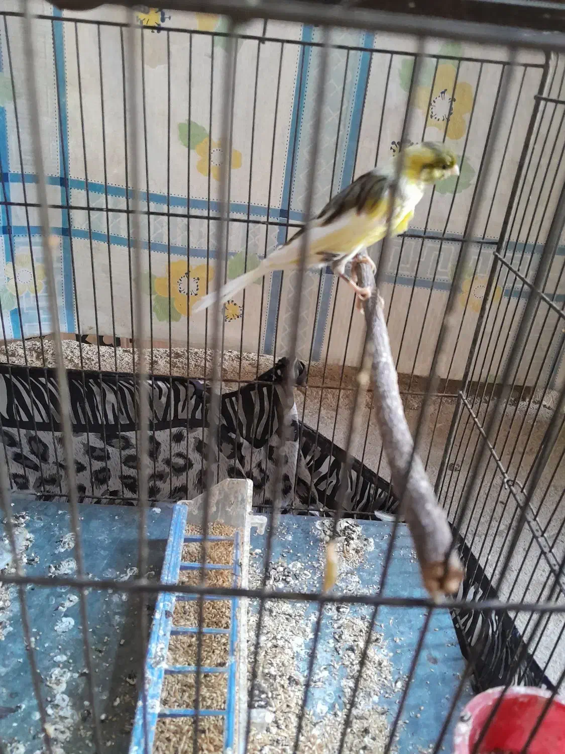 دو عدد قناری نر و ماده|پرنده|بروجرد, |دیوار