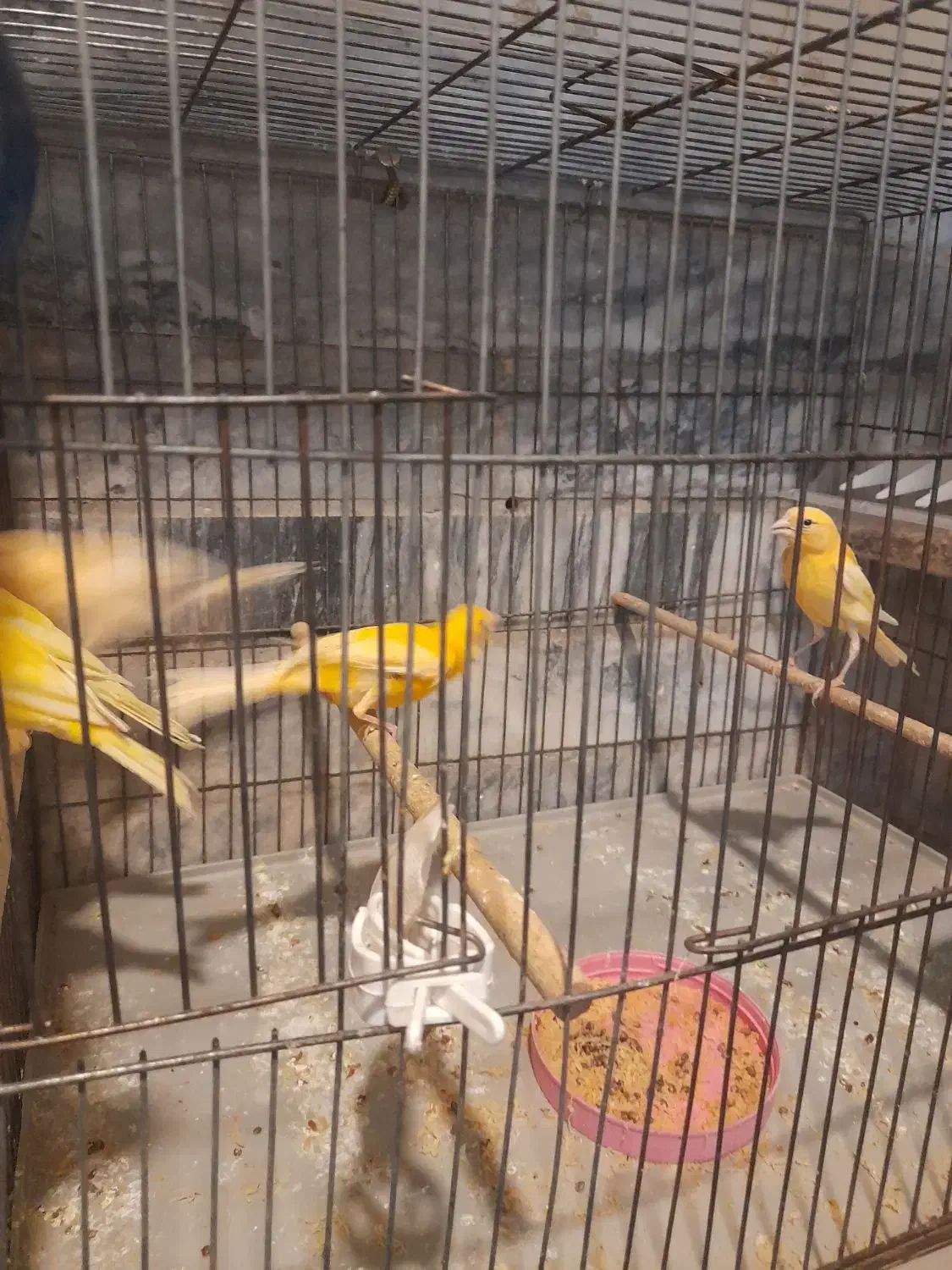 جوجه قناری  ۳ ماه دونه ای ۱۵۰۰|پرنده|ملایر, |دیوار