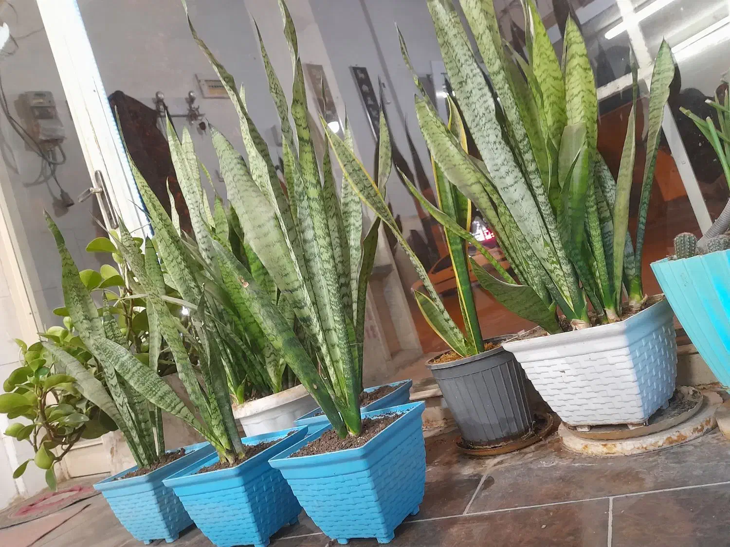 گل سانسوریا|گل و گیاه طبیعی|گنبد کاووس, |دیوار