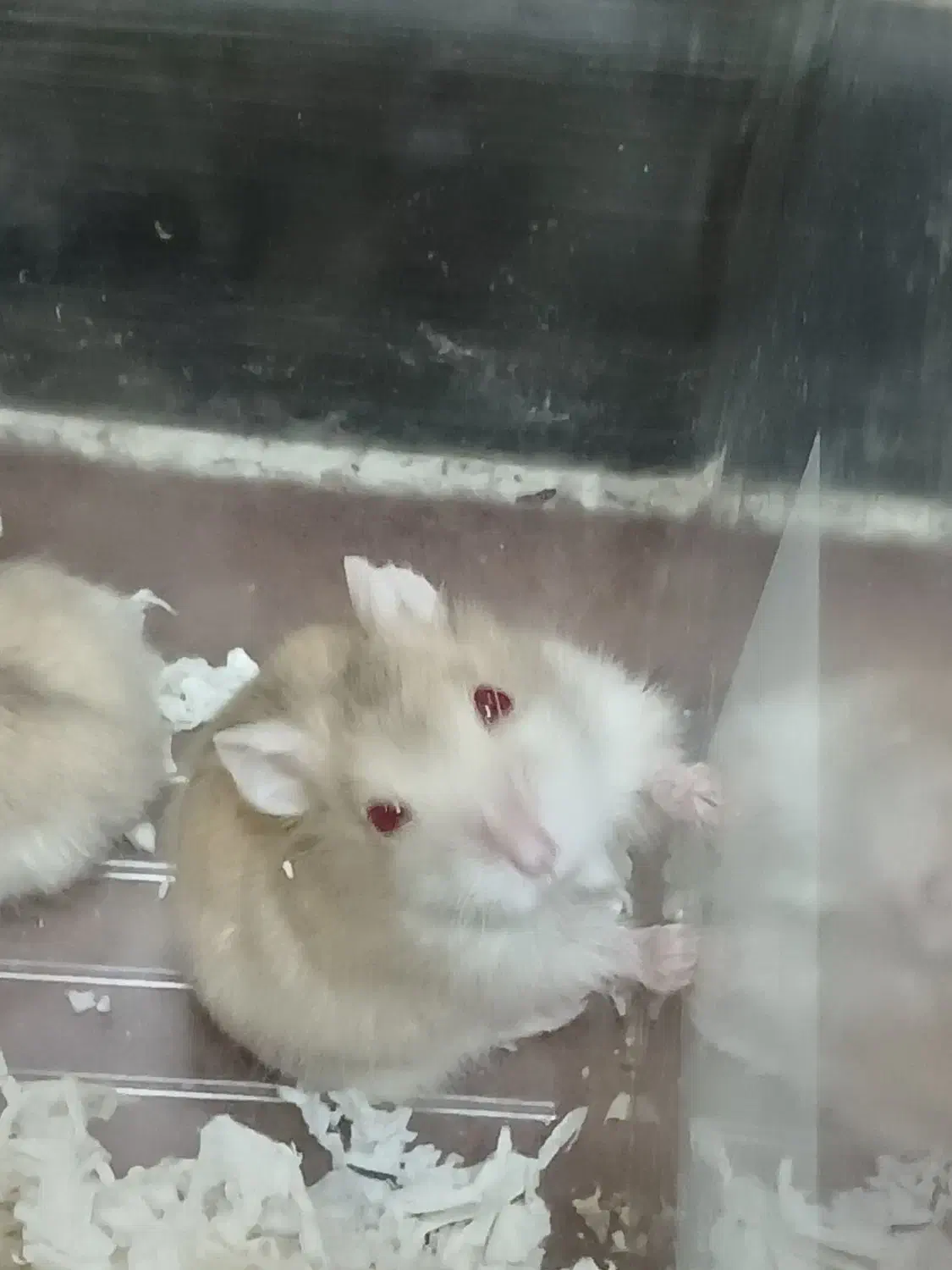 همستر دستی|موش و خرگوش|لنجان, |دیوار