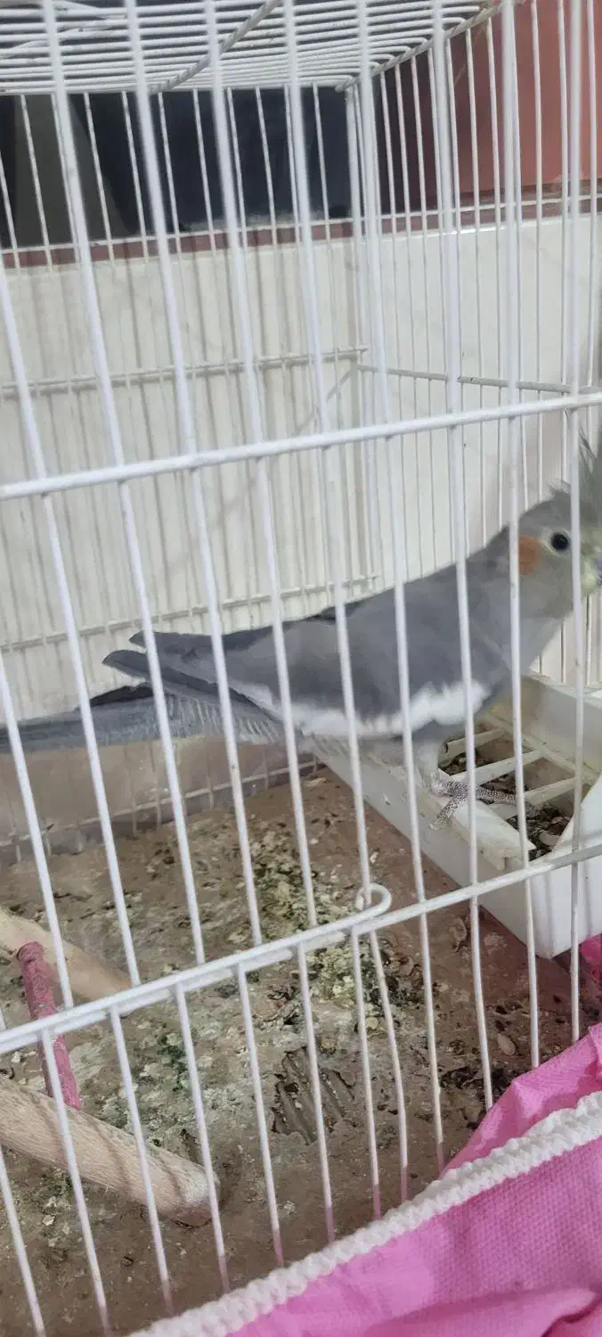 حیوانات|پرنده|خلیل آباد, |دیوار