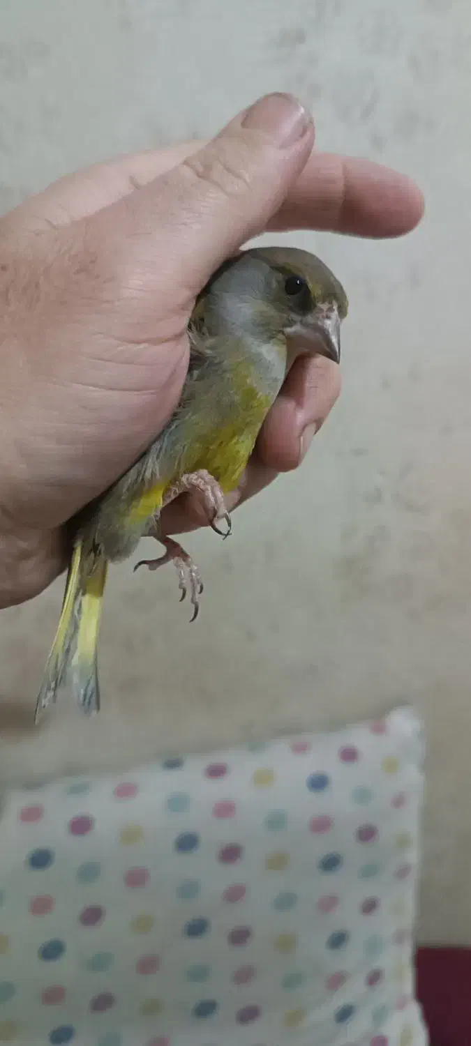 سهره سبز|پرنده|کرج, حصارک پایین|دیوار