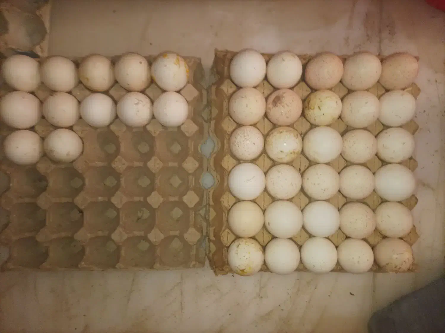 تخم نطفه داربوقلمون|حیوانات مزرعه|ممقان, |دیوار