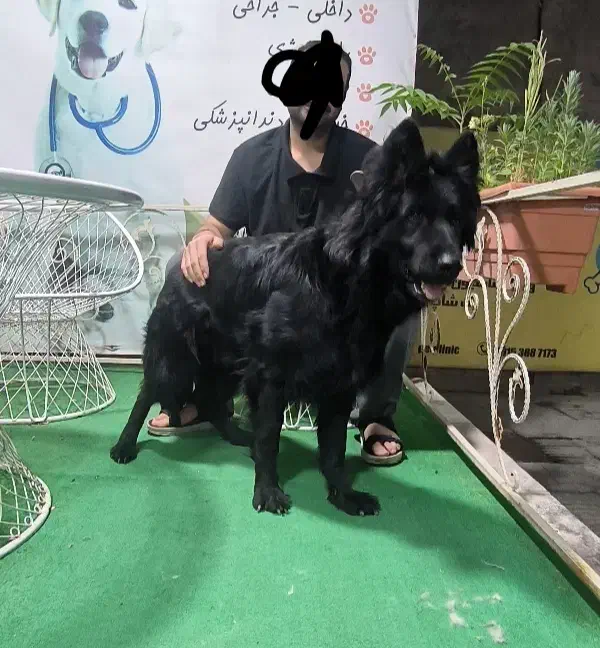 سگ ژرمن بلک موبلند ماده ۲ساله|سگ|بجنورد, |دیوار