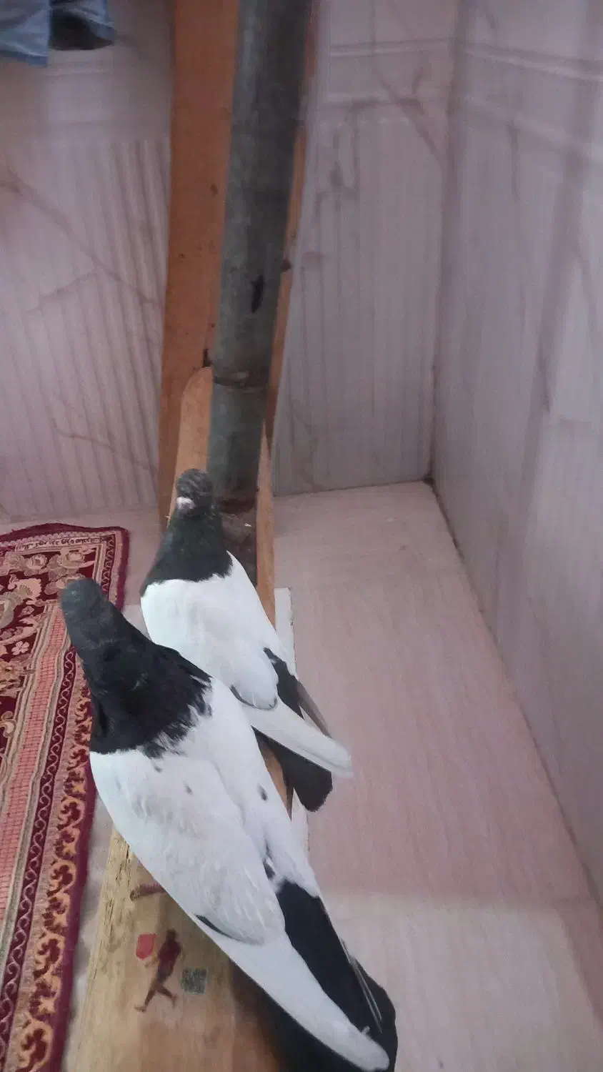 دو کبوتر سینه ای تمیز جفت|پرنده|خسروشاه, |دیوار