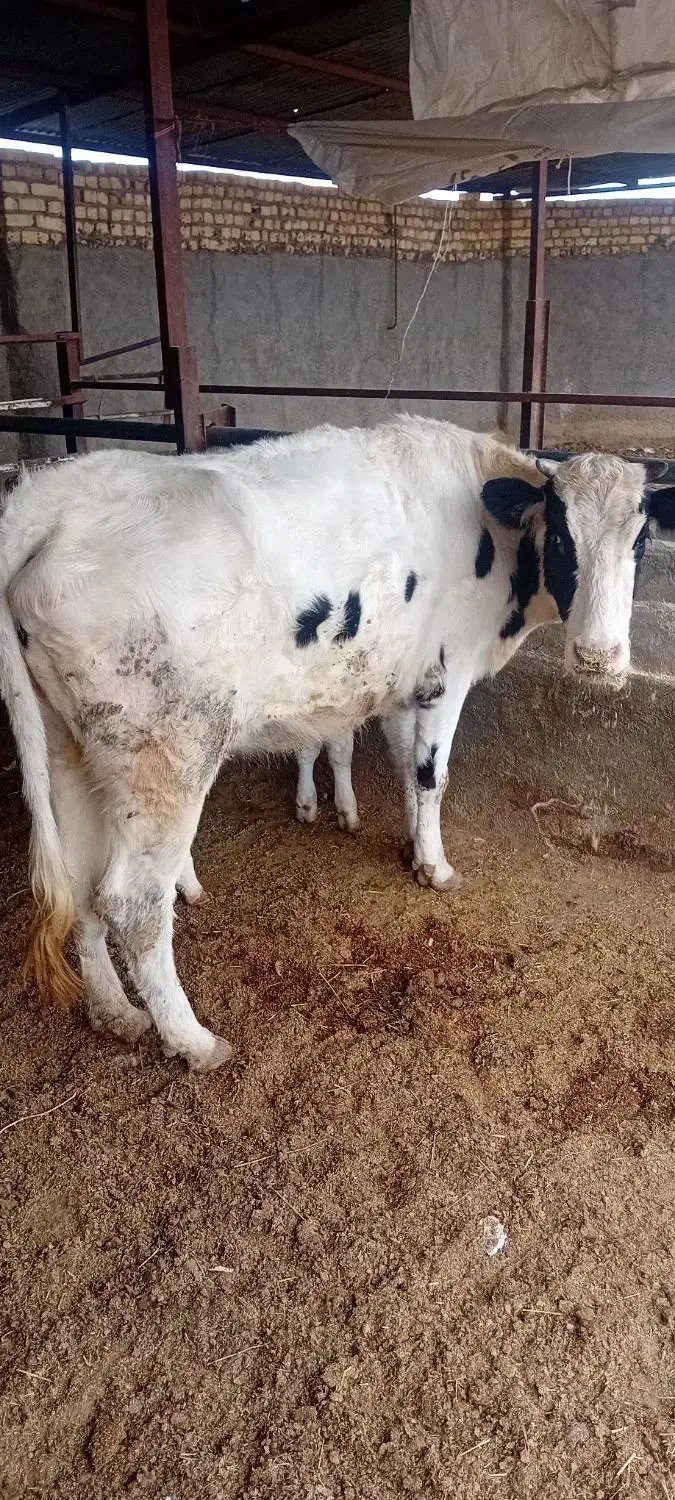 فروش گاو وگوساله|حیوانات مزرعه|جعفرآباد, |دیوار