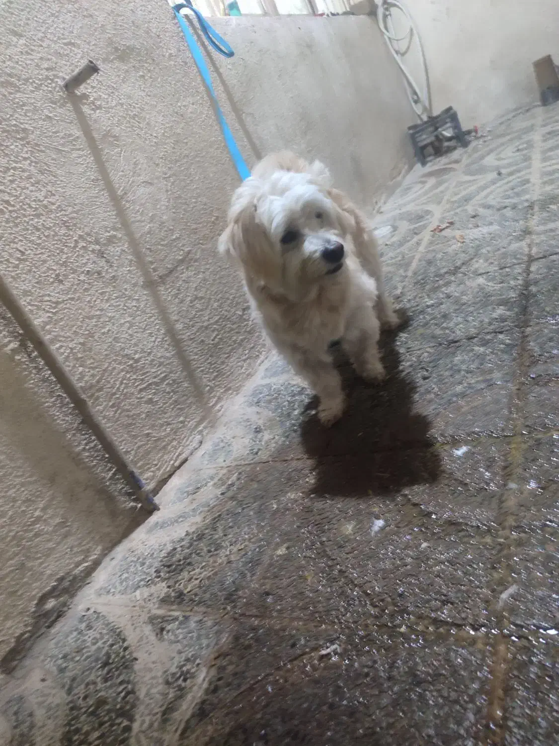 سگ خونگی|سگ|بروجرد, |دیوار