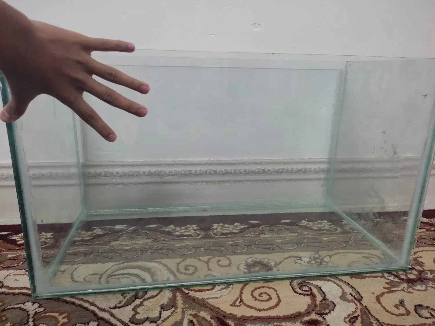 اکواریوم.|ماهی|جهرم, |دیوار