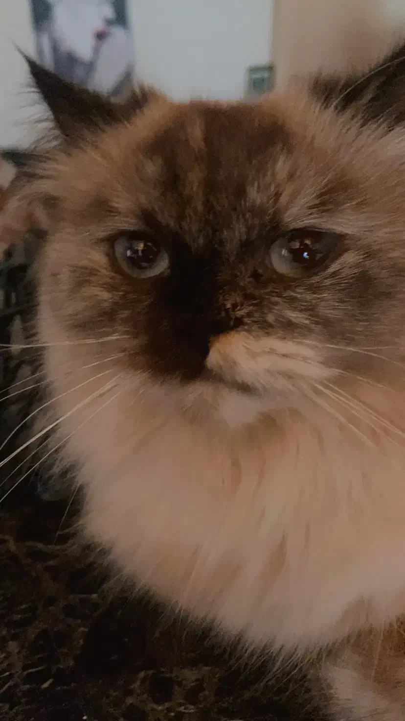 واگذاری غیر رایگان گربه هیمالین اسکاتیج|گربه|گرگان, |دیوار