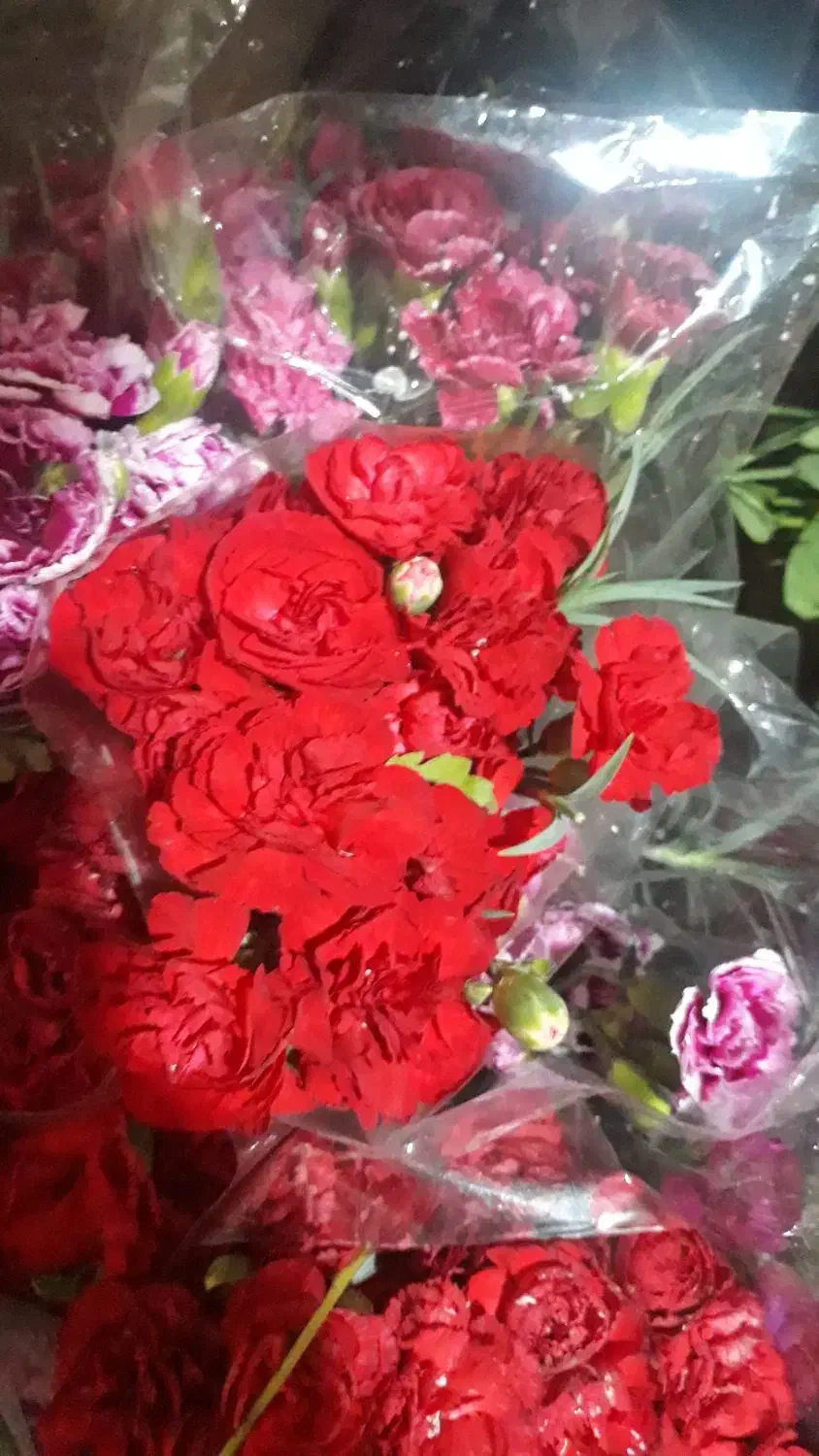 گل داودی ۲۰۰ تازه تازهدسته پرمیخک مینیاتوری لیسبن۰|گل و گیاه طبیعی|ری, بازار گل خاوران|دیوار