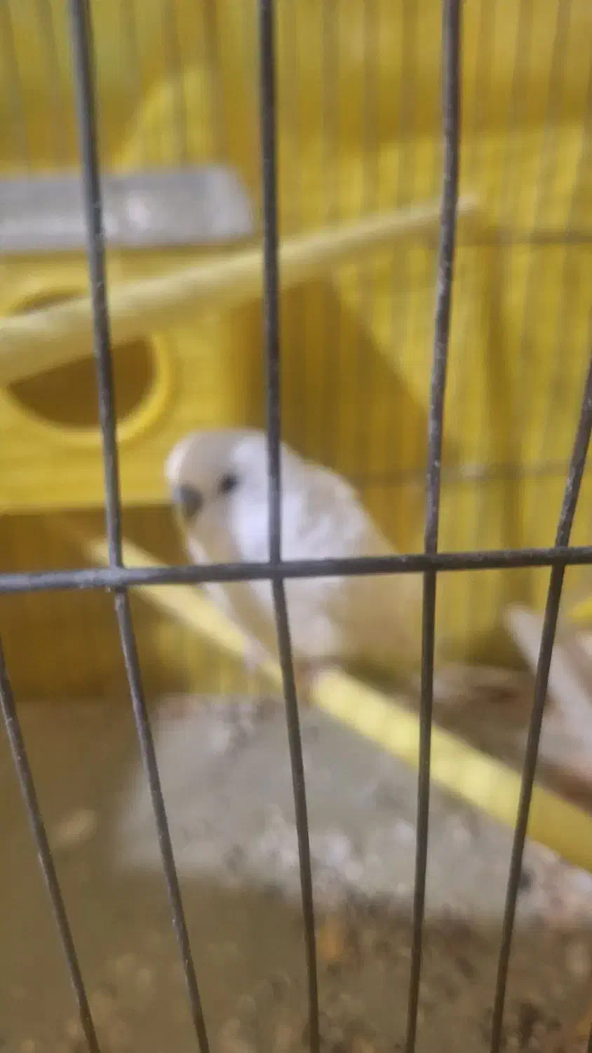 مرغ عشق|پرنده|بومهن, |دیوار