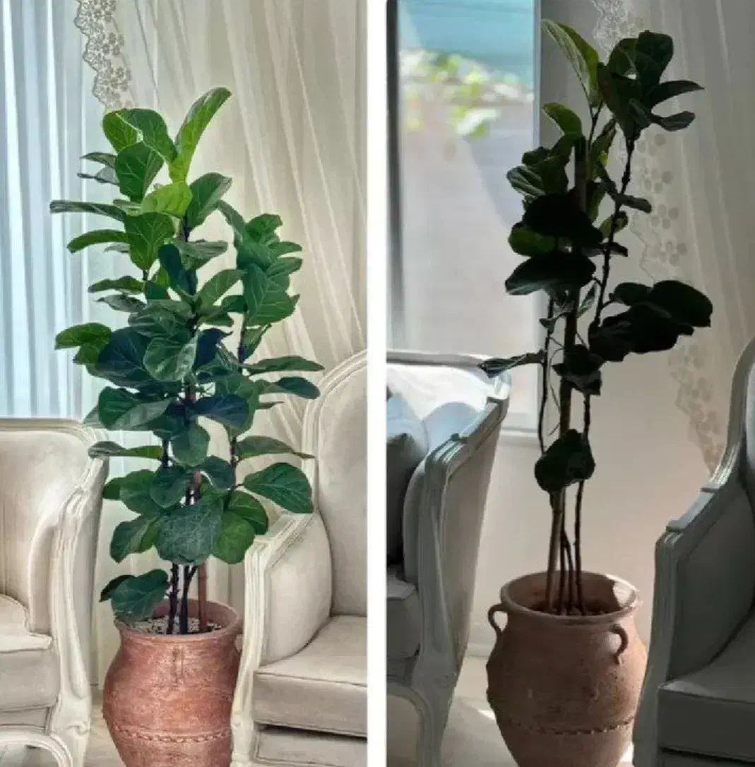 قرص کود ارگانیک|گل و گیاه طبیعی|مرودشت, ابوذر شمالی‎|دیوار