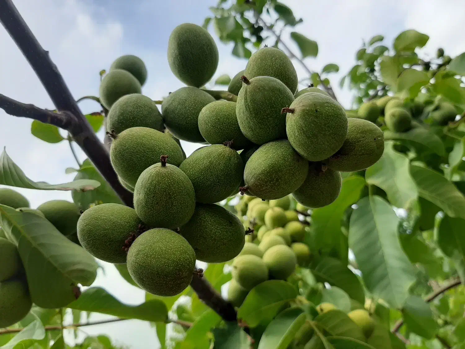 ۶ هکتار باغ گردو محصور سند دار|فروش دفتر صنعتی، کشاورزی، تجاری|فیروزکوه, |دیوار