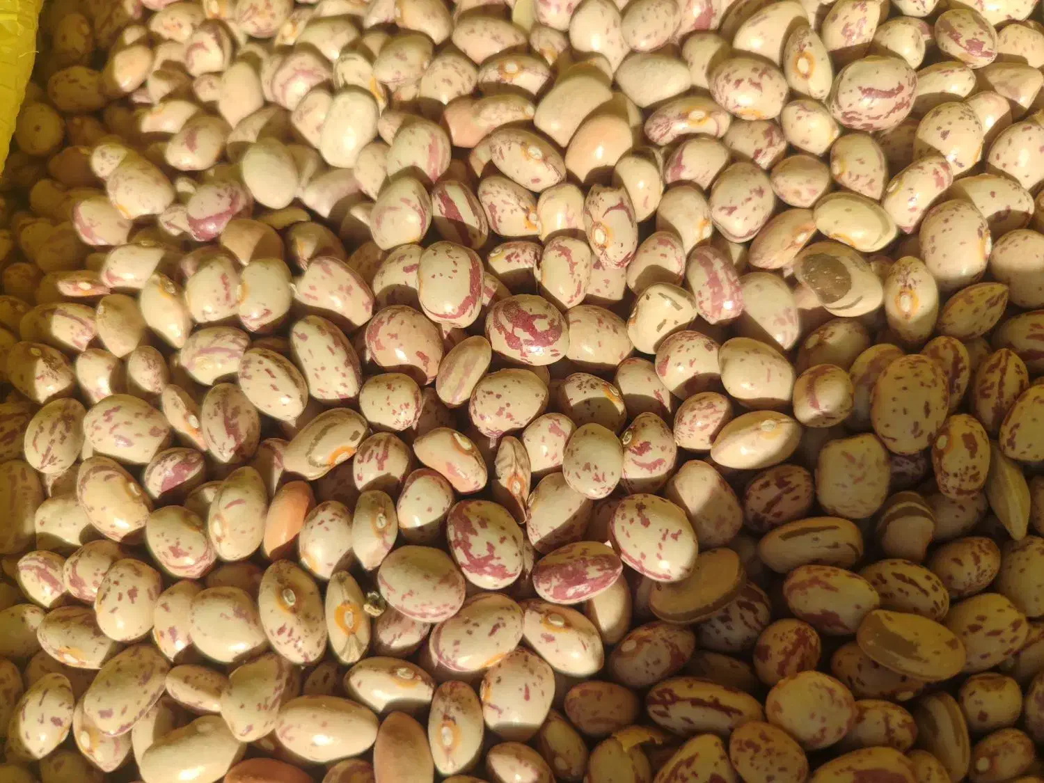 حبوبات|خوردنی و آشامیدنی|شیراز, گلشن|دیوار