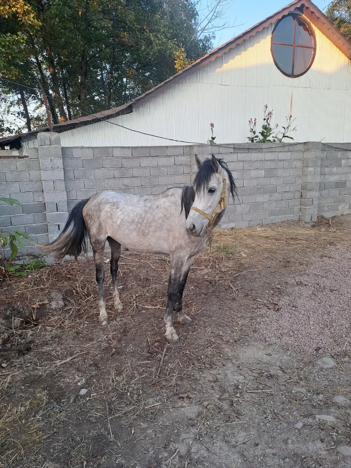 اسب نژاد کورد|اسب و تجهیزات اسبسواری|لاهیجان, آهندان|دیوار