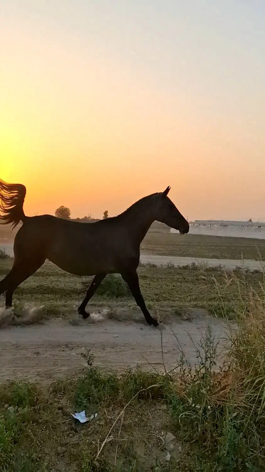 کره ماده ۴ ساله|اسب و تجهیزات اسب‌سواری|فلاورجان, |دیوار