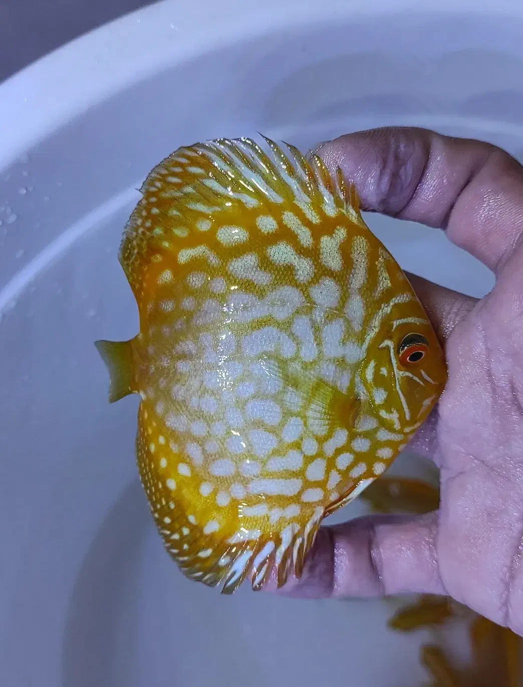 دیسکس گرید A|ماهی|مشهد, مشکینی (شهرک غرب)|دیوار