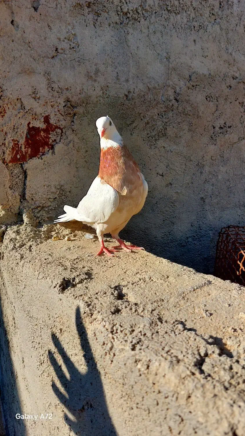 فروش  طوقی شازده|پرنده|مرودشت, شهرک بسیجیان|دیوار